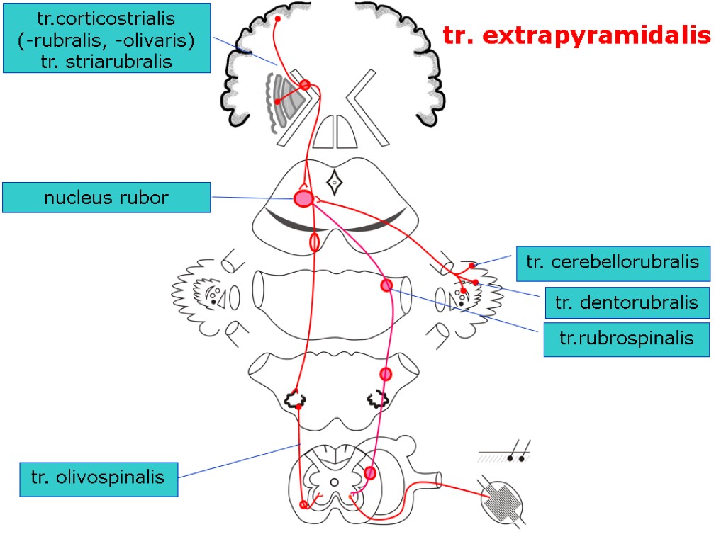 tr.corticostrialis (-rubralis, -olivaris) tr. striarubralis tr.rubrospinalis tr. dentorubralis tr. cerebellorubralis tr. olivospinalis nucleus rubor